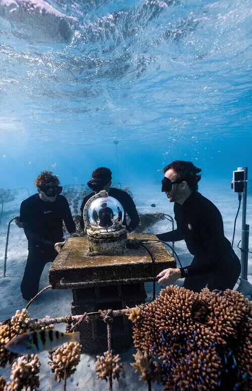 Versace Soutient Coral Gardeners
