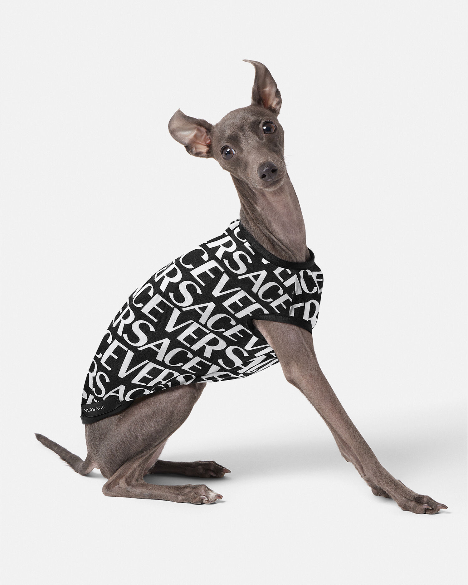 Versace dog coat 2025