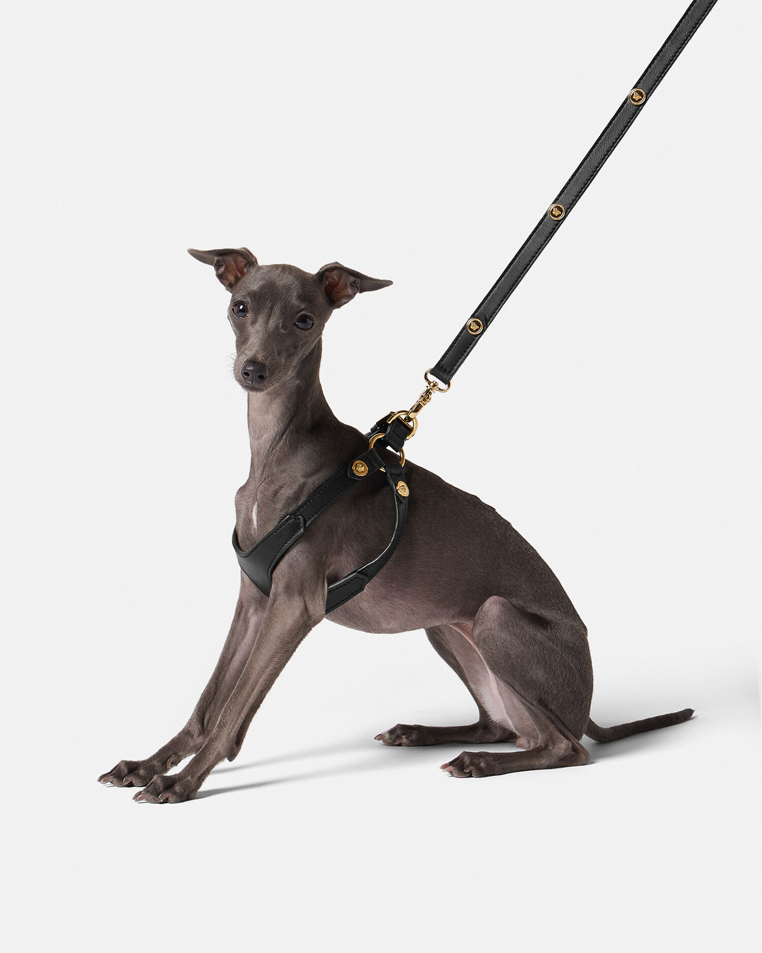 Versace discount for dogs