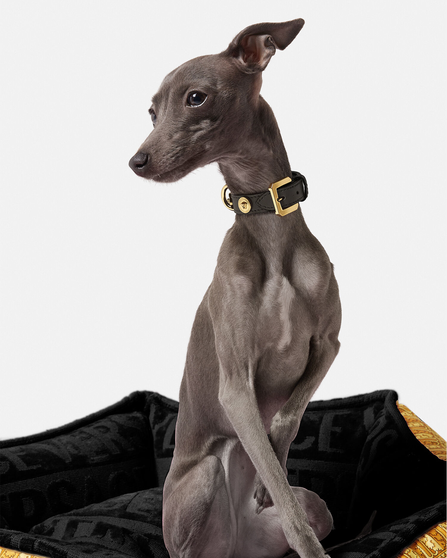 Versace hotsell dog hoodie