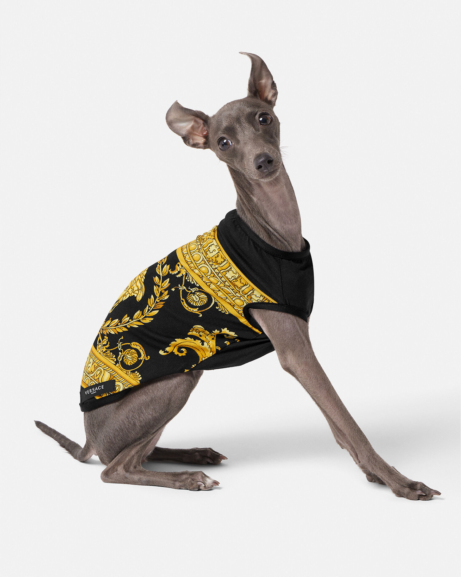 Versace online dog shirt