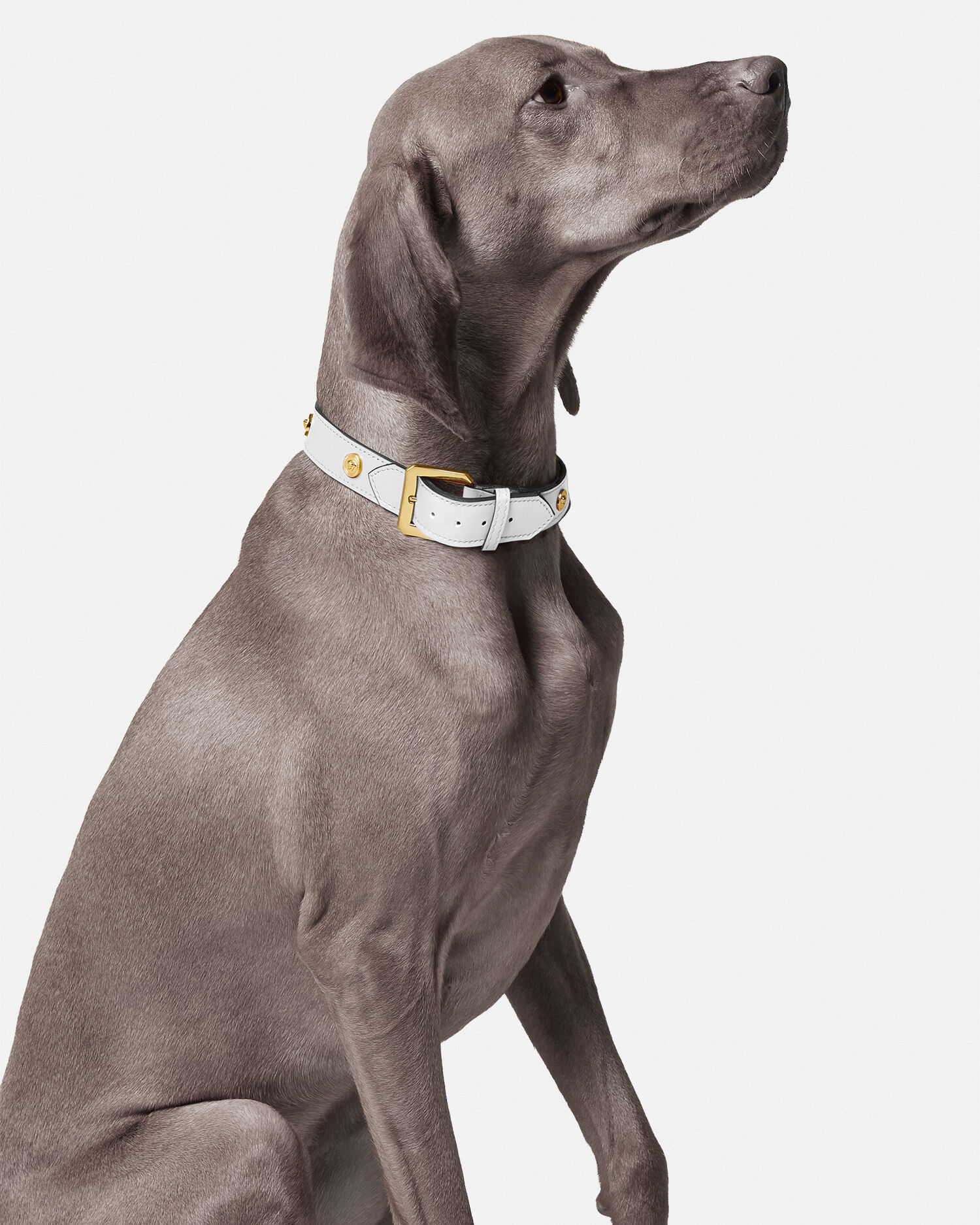Icon Large Pet Collar White VERSACE