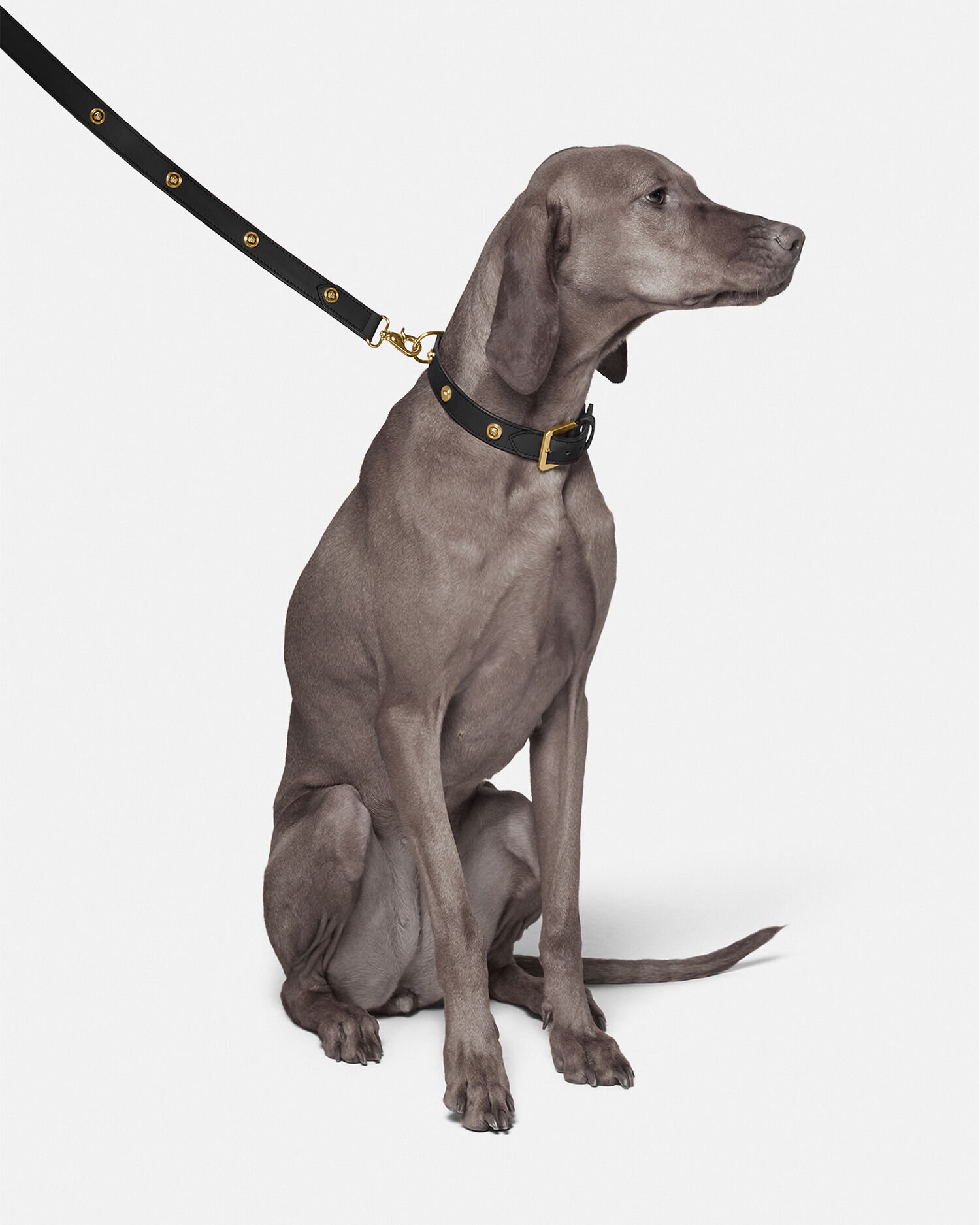 Versace collar dog store