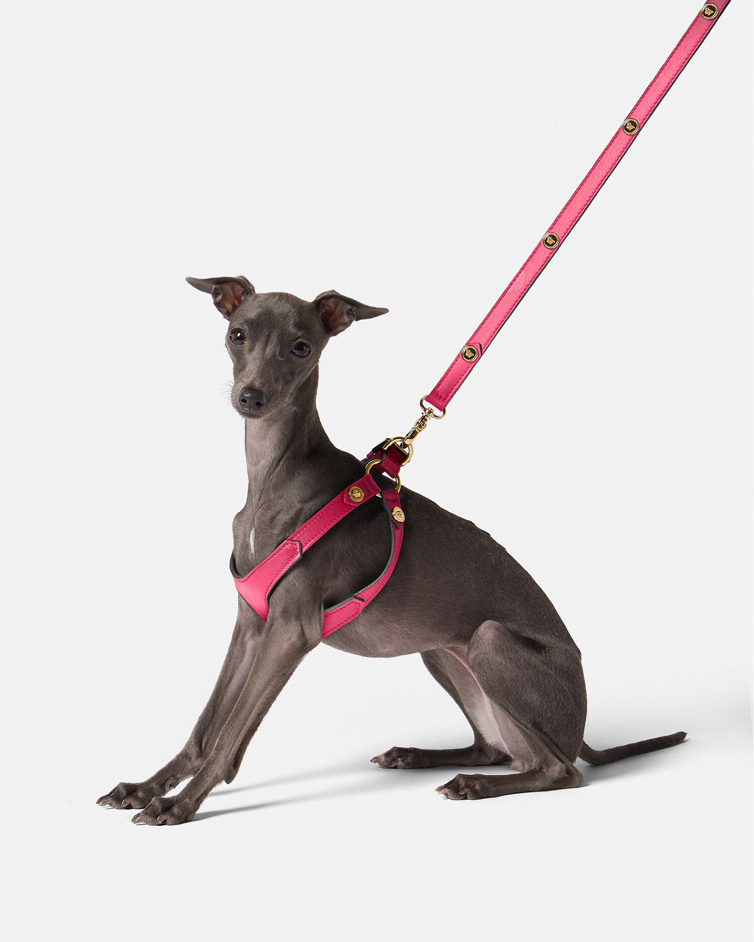 Icon Small Pet Harness