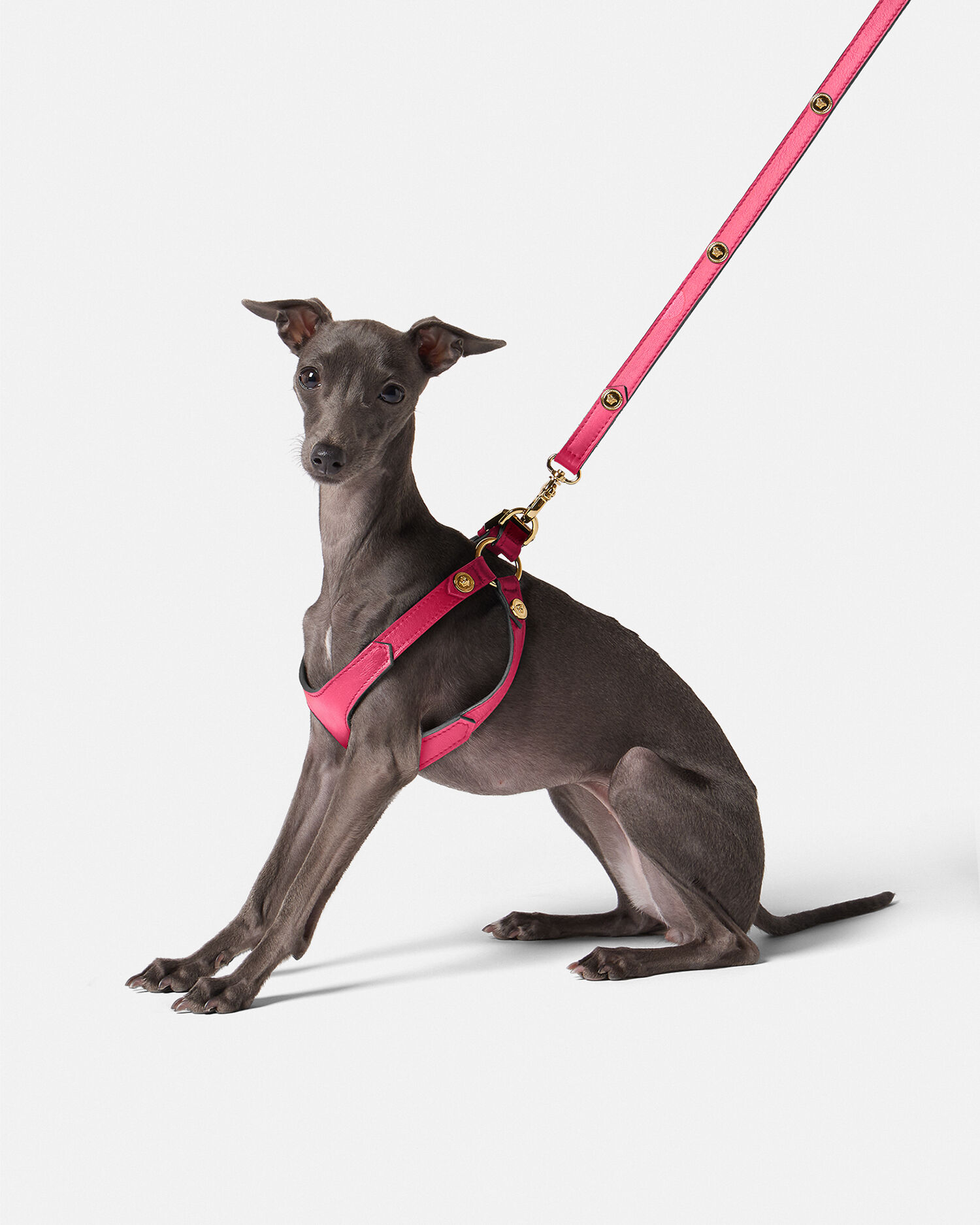 Versace cheap dog leash
