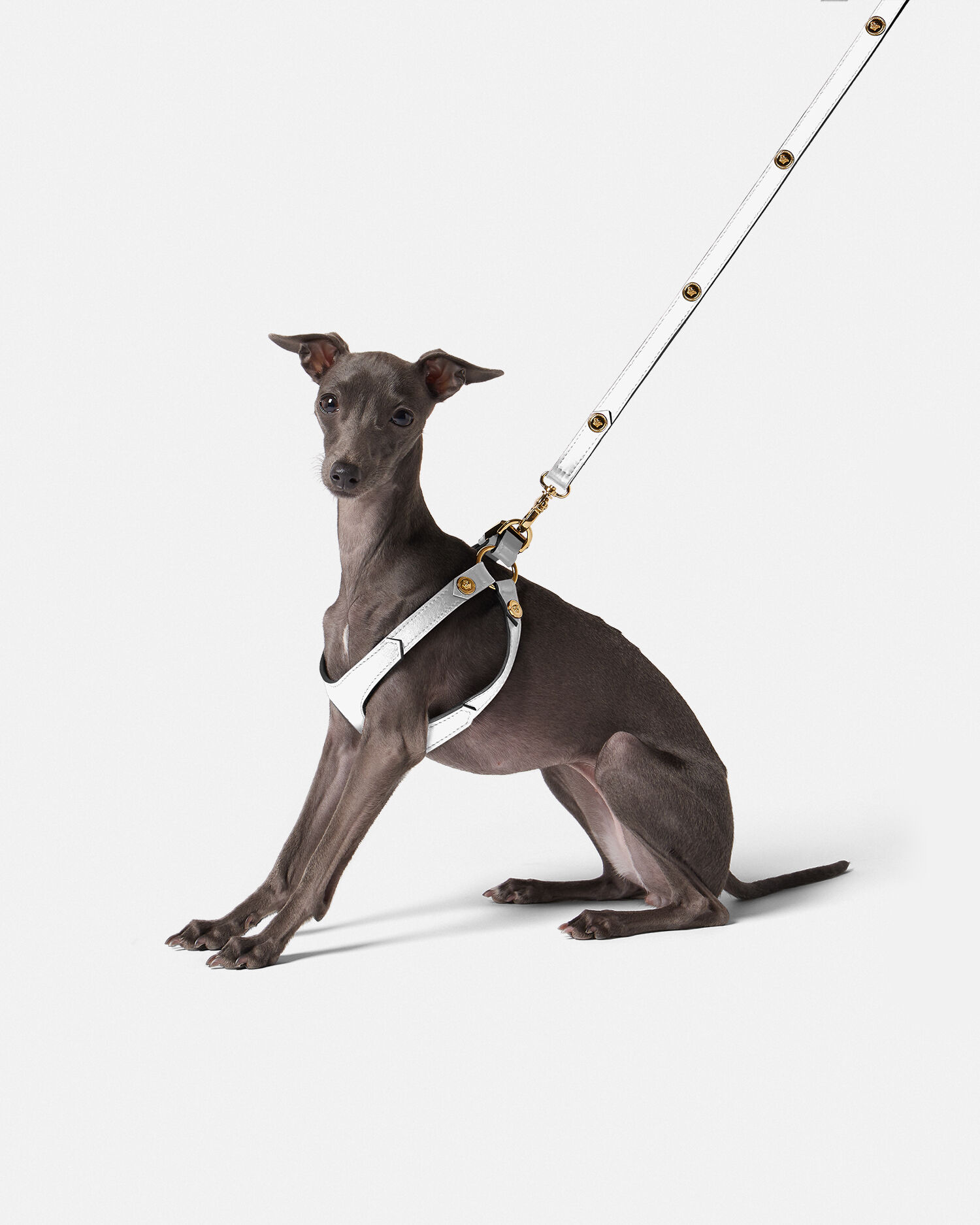 Dog accessories top